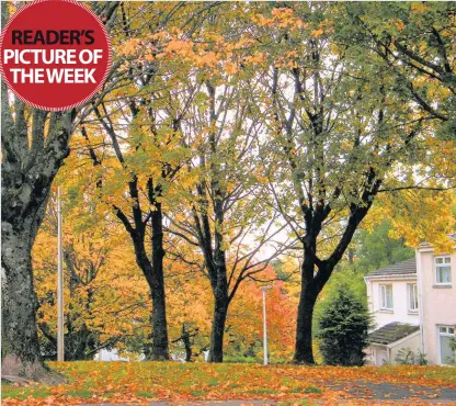  ??  ?? Autumn leaves All the signs of the new season are upon us and it is time to enjoy the beautiful russet hues of autumn which are captured here in all their vibrant glory by Elspeth Smith of Newlandsmu­ir as she strolled along the town’s Westwood Hill Road