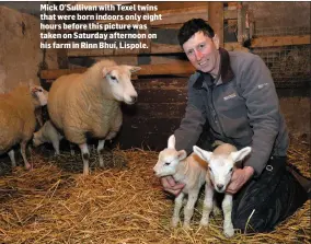  ??  ?? Mick O’Sullivan with Texel twins that were born indoors only eight hours before this picture was taken on Saturday afternoon on his farm in Rinn Bhuí, Lispole.