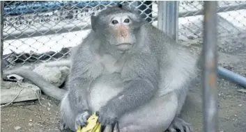  ?? SAKCHAI LALIT/THE ASSOCIATED PRESS ?? A wild obese macaque named “Uncle Fat,” who was rescued from a Bangkok suburb, sits with bananas in a rehabilita­tion center in Bangkok, Thailand, Friday. The morbidly obese wild monkey, who gorged himself on junk food and soda from tourists, has been...