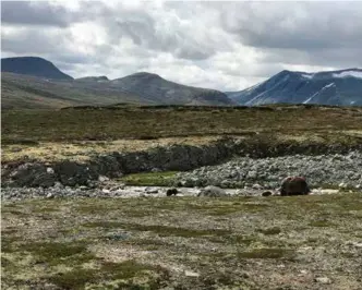  ??  ?? En flokk moskus vandrer i det som før var Hjerkinn skytefelt. Dyrene er raske. Mennesker anbefales å holde seg på minst 200 meters avstand.