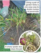  ??  ?? Using a pair of garden forks is one easy way to divide clumps of perennials