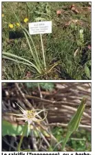  ??  ?? Le salsifis (Tragopogon ), ou « barbabou » (jusqu’à  cm de haut), a la fleur violette et jaune. « Préférer les jeunes pousses au printemps pour consommer les feuilles jusqu’à la racine tant qu’elle est tendre. »