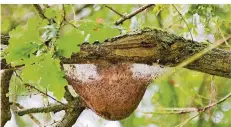  ?? FOTO: JULIAN STRATENSCH­ULTE/DPA ?? Ein Gespinst-Nest von Eichenproz­essionsspi­nnern enthält neben den Raupen Hunderttau­sende der giftigen Brennhärch­en.
