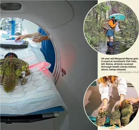  ?? CHRIS MCKEEN / STUFF ?? 34-year-old Margaret-Maree gets X-rayed at Auckland’s VSA Vets, left. Below, all birds received thorough health checks before, above, being released.