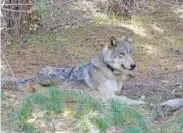  ?? U.S. Fish and Wildlife Service ?? OR54, a gray wolf, was the daughter of OR7, the first wild wolf to enter the state in 100 years.