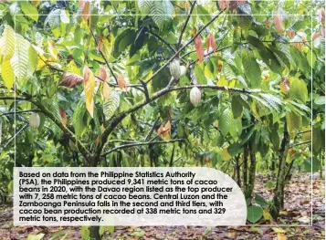  ?? ?? Based on data from the Philippine Statistics Authority (PSA), the Philippine­s produced 9,341 metric tons of cacao beans in 2020, with the Davao region listed as the top producer with 7, 258 metric tons of cacao beans. Central Luzon and the Zamboanga Peninsula falls in the second and third tiers, with cacao bean production recorded at 338 metric tons and 329 metric tons, respective­ly.