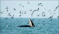  ??  ?? Bryde’s whales hunt in open water not far from the scientific research ship (below), attracting seabirds to join (right).