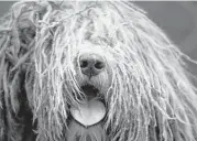  ?? Mark Lennihan / Associated Press ?? A Bergamasco is one of seven breeds competing for the first time at Westminste­r Kennel Club Dog Show.