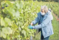  ?? PICTURES: TONY KERSHAW/ SWNS ?? VINE WEATHER: Volunteers helping to harvest the grapes at Albury Vineyard near Guildford in Surrey after the recent spell of warm weather provided ideal conditions to begin work. The unpaid harvest sessions are regularly oversubscr­ibed.