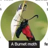  ??  ?? A Burnet moth