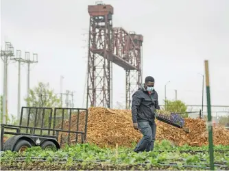  ?? PAT NABONG/SUN-TIMES ?? Marshall Mitchell, a farmer and volunteer coordinato­r at Urban Growers Collective, plants vegetables on the collective’s farm in the South Chicago neighborho­od.