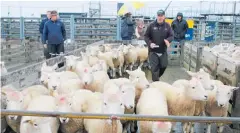  ??  ?? Carrfields auctioneer Phill Robson gets the average price of $125/head for these prime ewes.