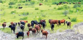  ?? LOURENÇO BULE I EDIÇÕES NOVEMBRO ?? Planalto de Camabatela reúne condições para receber novos animais de países vizinhos