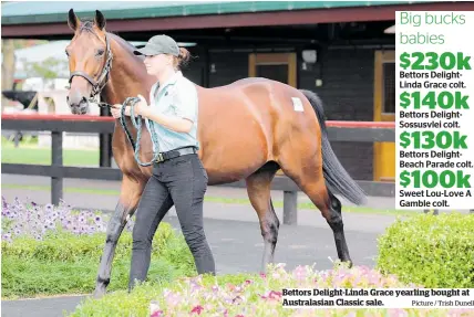  ?? Picture / Trish Dunell ?? Bettors Delight-Linda Grace yearling bought at Australasi­an Classic sale.