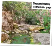  ?? ?? Oleander flowering in the Akamas gorge