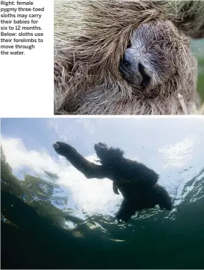  ??  ?? Right: female pygmy three-toed sloths may carry their babies for six to 12 months. Below: sloths use their forelimbs to move through the water.