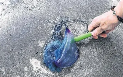  ?? CP PHOTO ?? A Portuguese man-of-war is shown in this handout image at Crescent Beach, Nova Scotia on July 4. Unwanted visitors of the gelatinous kind are being spotted in Nova Scotia waters, spooking some swimmers who have come across the potentiall­y lethal species.