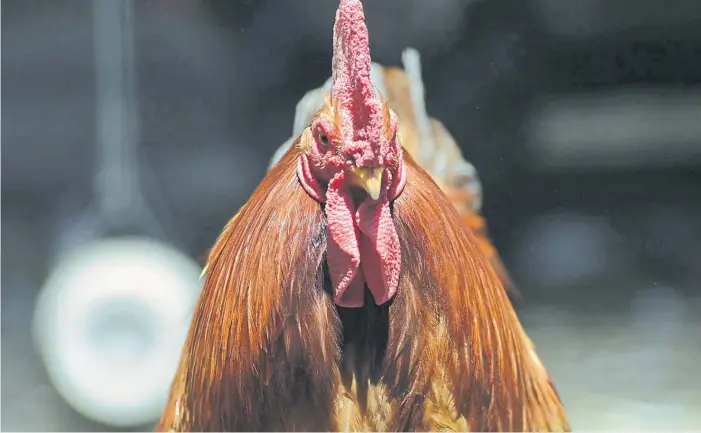  ?? ?? De frente. El sector avícola tanto de carne como de huevos se vio obligado a cerrar filas con las autoridade­s sanitarias para controlar rápidament­e los brotes de gripe aviar.