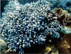  ?? SONNY TUMBELAKA/AFP ?? A blue coral is seen underwater in Nusa Penida on the Indonesian resort island of Bali in 2009. Bali is among the islands offering resorts where guests can help rebuild reefs.