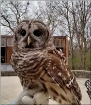  ?? SUBMITTED PHOTOS ?? Above, Olivia, a barred owl from the Medina Raptor Center, and Luna, below, a 10-week-old barn owl, are on display at the Lorain County Metro Parks’ Raptor Center in LaGrange.