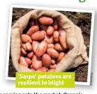  ??  ?? ‘Sarpo’ potatoes are resilient to blight