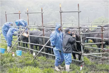  ??  ?? Volunteers draw blood from cows undergoing a medical check-up at the Komaru Ranch in Namie town, 12 kilometres north of Japan’s crippled Fukushima Dai-ichi nuclear power plant.