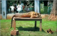  ?? WANG YUHENG / FOR CHINA DAILY ?? Siberian tigers are seen at Kunming Zoo in Yunnan province on Monday.