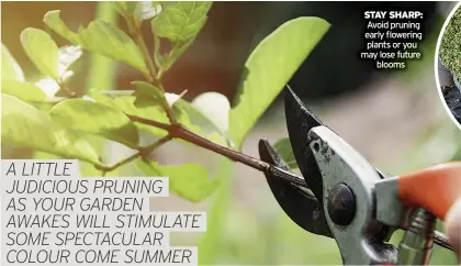  ?? ?? STAY SHARP: Avoid pruning early flowering plants or you may lose future blooms