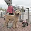  ?? KIN CHEUNG/AP ?? A woman walks her dogs Thursday in Hong Kong. Pet cats and dogs can’t pass on the virus, but can test positive.