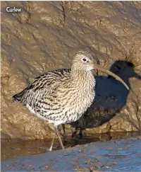  ??  ?? Curlew