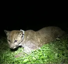  ?? QUINTON MARTINS/AUDUBON CANYON RANCH VIA AP ?? In this Feb. 5 photo provided by the Audubon Canyon Ranch is the collared mountain lion P15 Jupiter that was part of a research project near Mt. Veeder Road in Napa County, Calif.