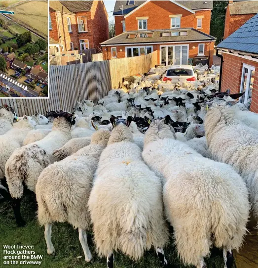  ??  ?? Wool I never: Flock gathers around the BMW on the driveway