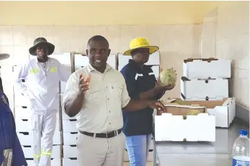  ?? — ?? CUT general farm manager, Mr Oswell Ushe, explains how the fruit melons are packaged for the export market Pictue: Kudzai Sharara