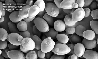  ?? ?? Saccharomy­ces cerevisiae yeast particles, viewed through a microscope