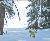  ?? NATIONAL PARK SERVICE VIA AP ?? A Sierra Nevada red fox walks in Yosemite National Park. The U.S. Fish and Wildlife Service announced Monday that it will list the red fox as an endangered species.