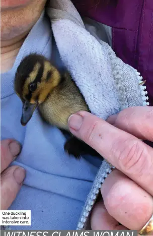  ??  ?? One duckling was taken into intensive care.