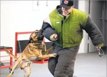  ?? Photograph­s by Wally Skalij Los Angeles Times ?? MARIO ERAZO, wearing a $1,600 padded suit, works with Dexter, a 2-year-old Belgian Malinois, at Delta K9 Academy in North Hollywood. “A fully trained protection dog is like a weapon,” the owner of the academy says.