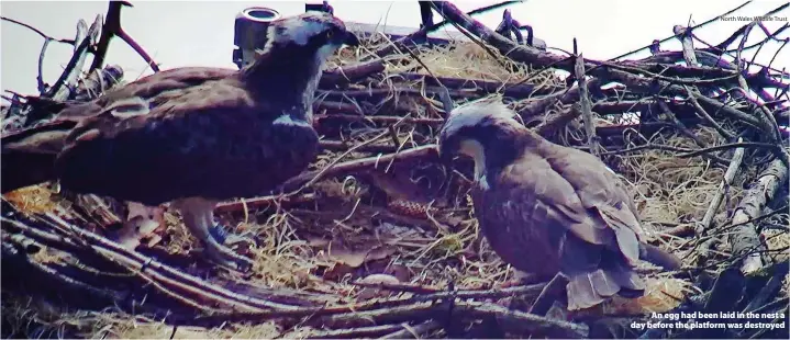  ?? North Wales Wildlife Trust ?? > An egg had been laid in the nest a day before the platform was destroyed