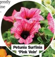  ?? ?? Petunia Surfinia ‘Pink Vein’