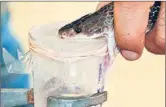  ?? HT PHOTO ?? Venom being extracted from a snake of the Punjab region in Nawanshahr on Monday.