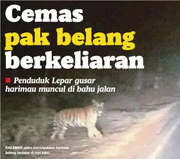  ??  ?? RAKAMAN video menunjukka­n harimau belang berjalan di tepi jalan.