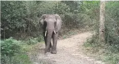  ??  ?? NEW camera trap technology captured this female elephant roaming the Knysna Forest recently. STAFF WRITER