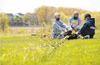  ?? COUNTY TIMES DYLAN SLAGLE/CARROLL ?? Hampstead Elementary School students, from left, Torin Farver, Karsyn Gardner and Aiden Burgos free the roots of a river birch, one of 20 trees their class planted at the school to mark Earth Day in 2021.