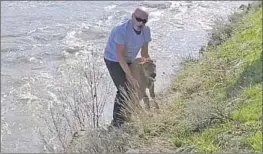  ?? HELLEN JACK via National Park Service ?? NATIONAL Park Service officials are seeking this man, shown helping the bison.