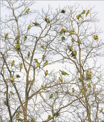  ?? Carolyn Cole Los Angeles Times ?? FOR REASONS that are not fully understood, several hundred parrots seek accommodat­ions each night in the limbs of fig and London plane trees lining a bustling stretch of Rosemead Boulevard in Temple City.