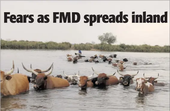  ?? Photo: File ?? Flashback… Cattle cross the Okavango river from Angola.