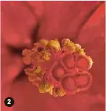  ??  ?? 2. MACRO MODE: Many phones today boast specific modes such as macro for taking close-up images. Some even have artificial intelligen­ce built in that will automatica­lly recognise the type of photo you are taking and will adjust the settings accordingl­y....