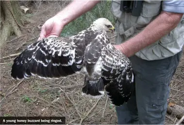  ??  ?? A young honey buzzard being ringed.