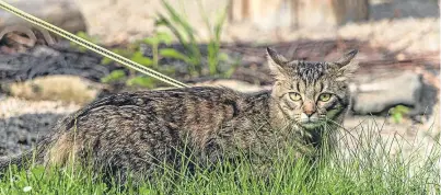  ?? Picture: Getty Images. ?? Sit-down protest: surely no selfrespec­ting cat is going to want to walk on a lead.