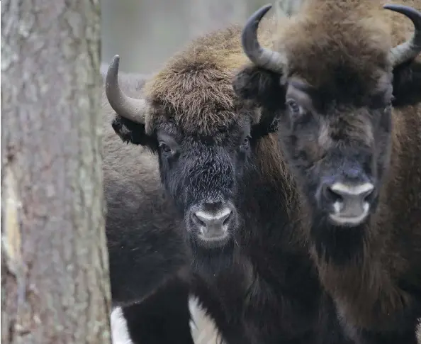  ?? SERGEI GRITS/THE CANADIAN PRESS ?? Bison in the Naliboki Forest in Belarus in February. Scientists finally have been able to pin down when bison first arrived in North America and helped set the stage for the prairies that eventually supported the continent’s first humans.